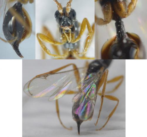 Réf. 246 173 : Cryptoserphini inconnu